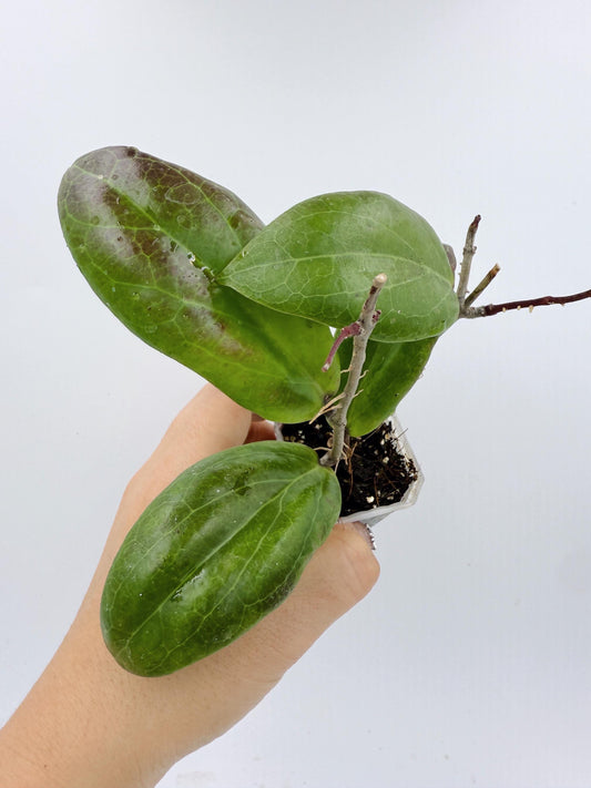 Hoya Swiffer's Dream