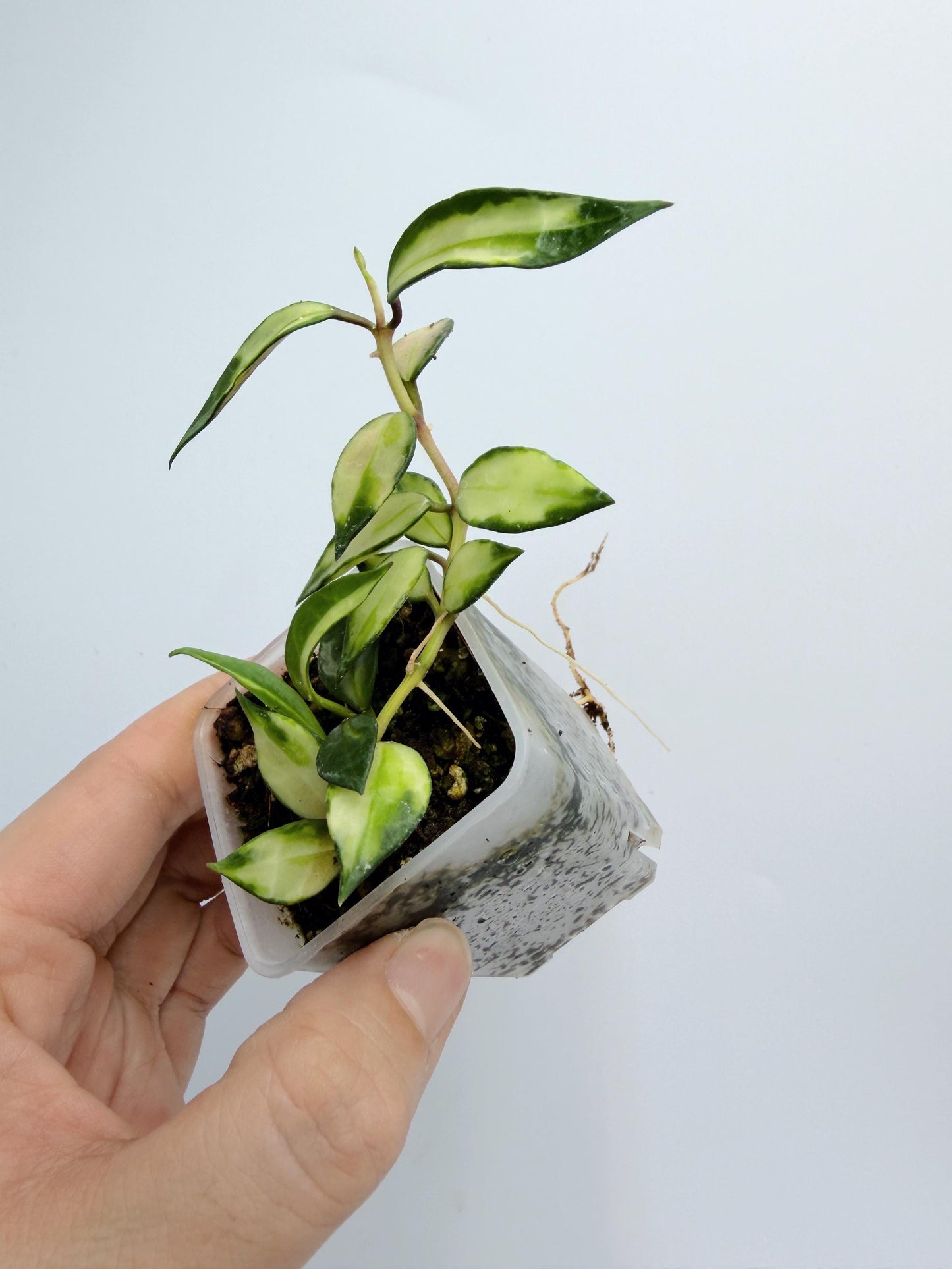 Hoya Lacunosa Inner Variegated
