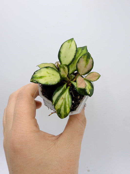 Hoya Heuschkeliana Variegated
