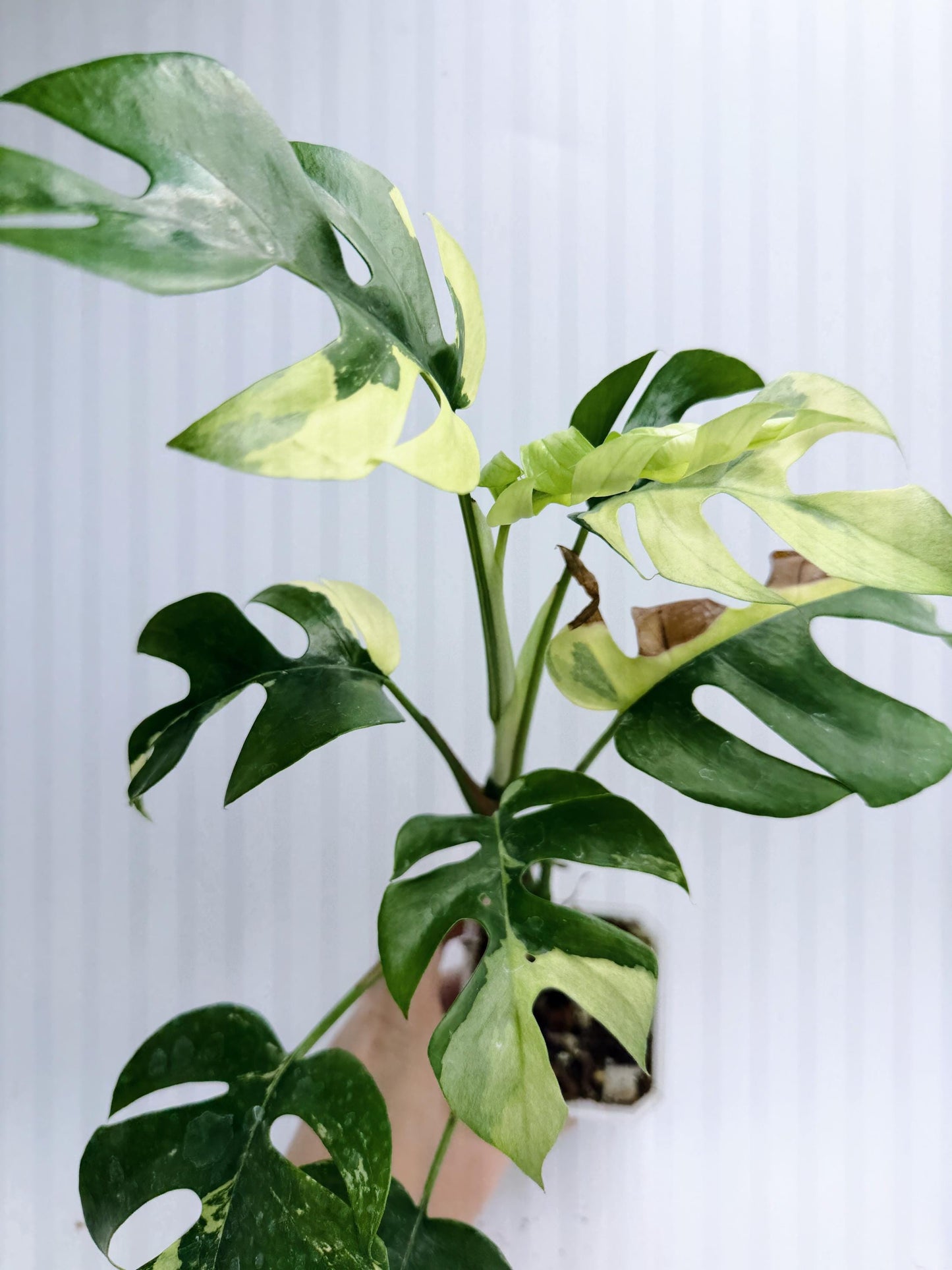 Rhaphidophora Tetrasperma Variegated