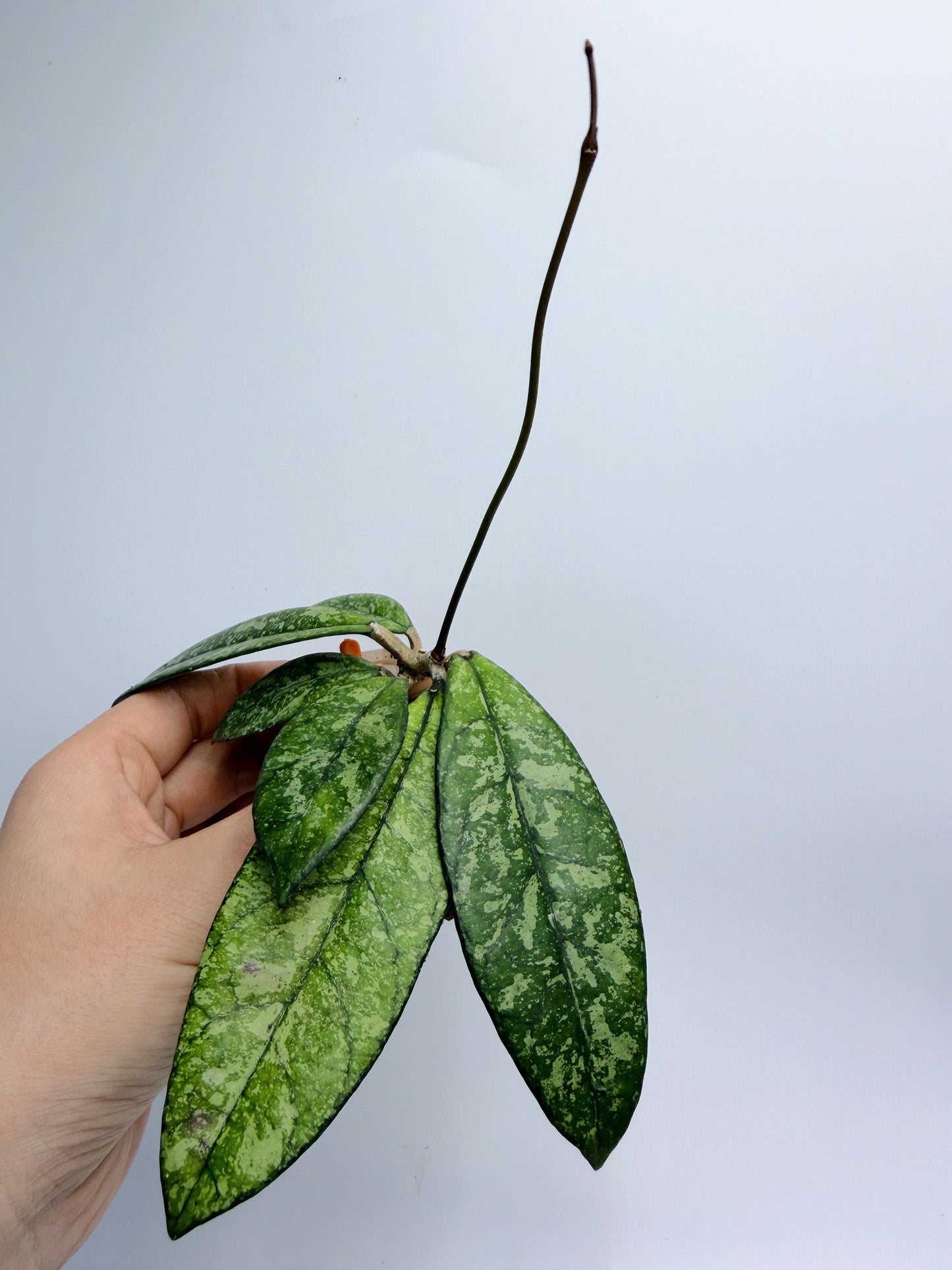 Hoya Crassipetiolata Splash