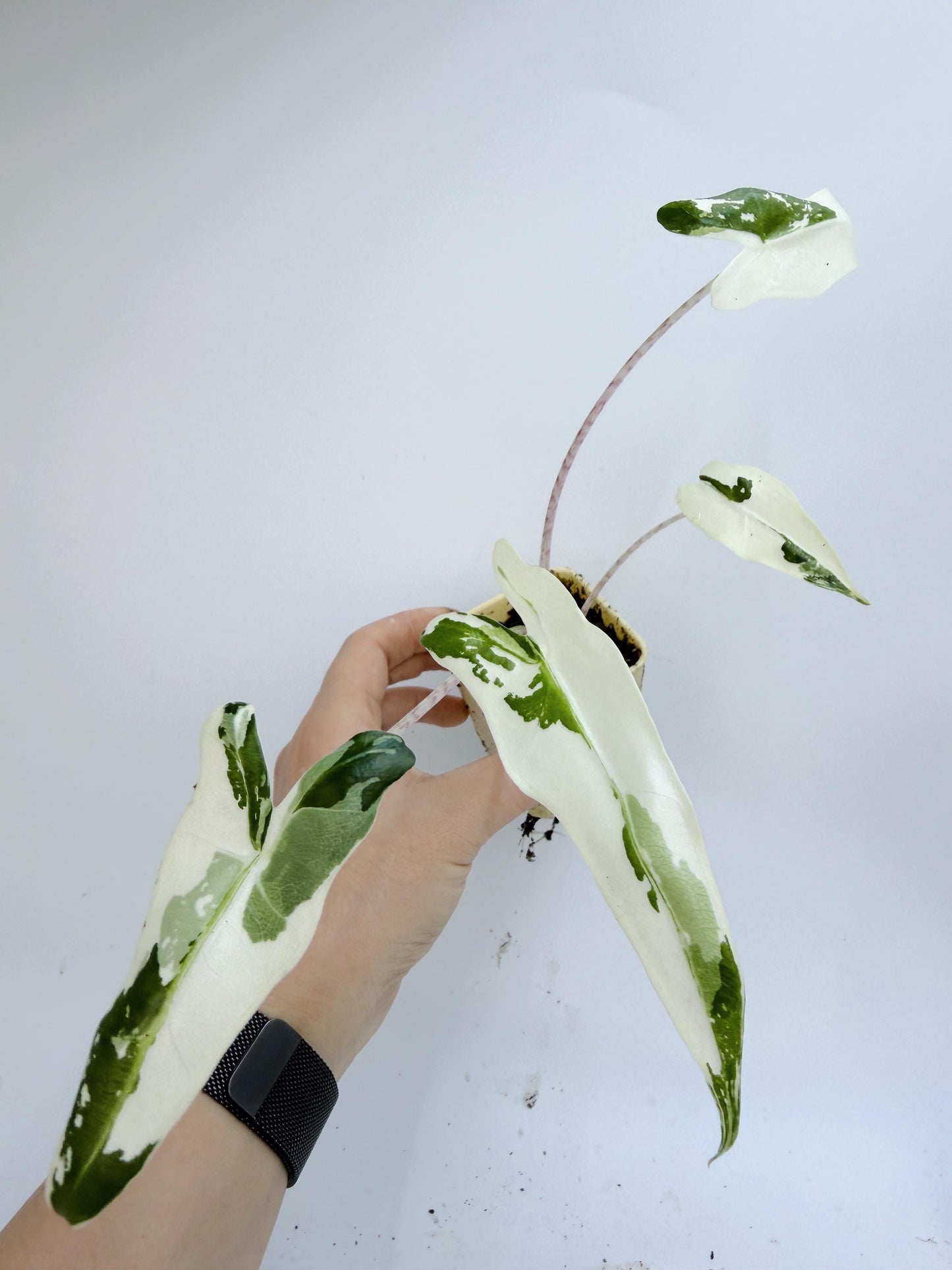 Alocasia Sarian Albo