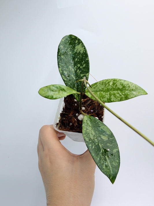 Hoya Crassipetiolata x Michele - AH Clone 2