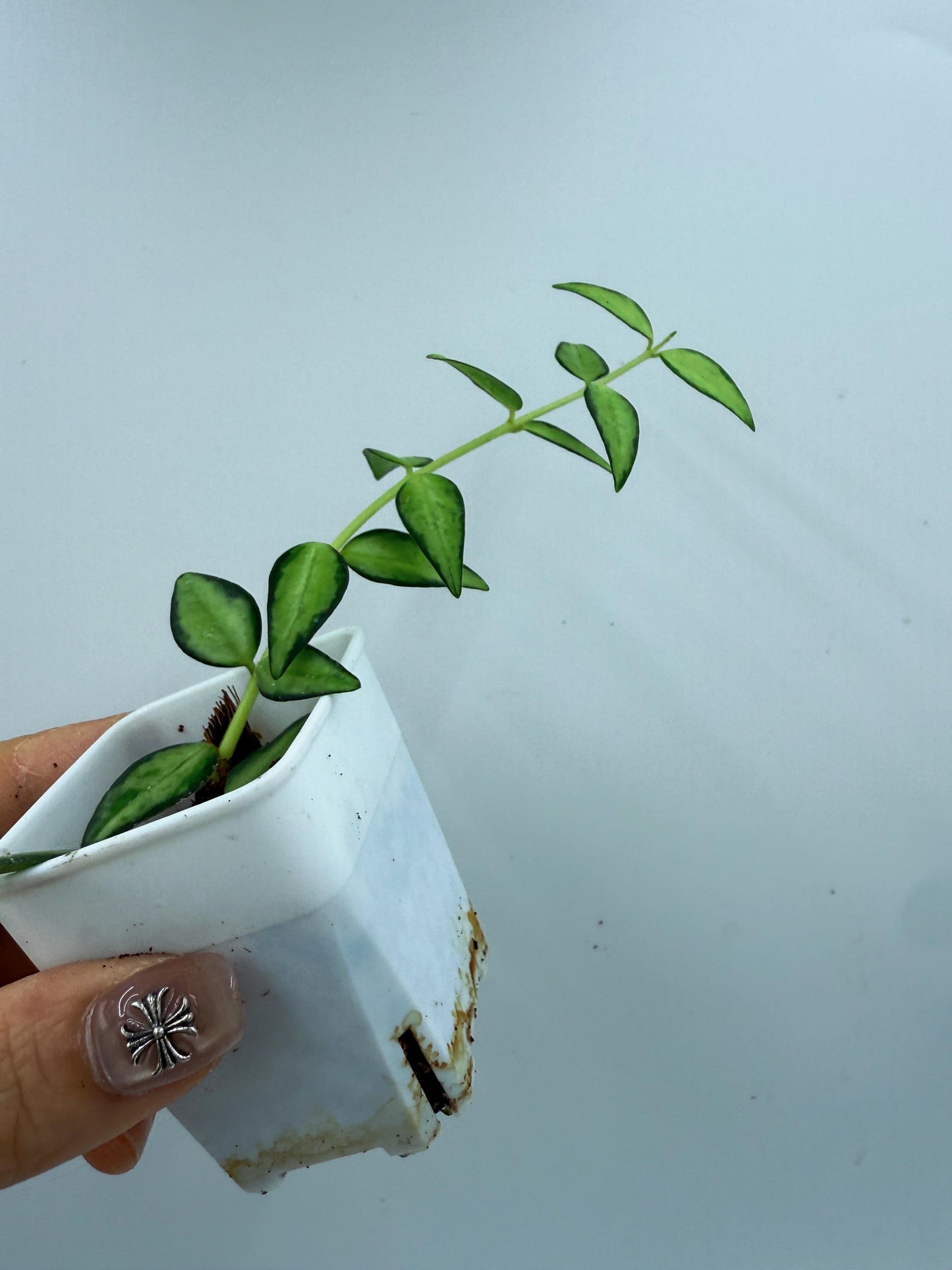 Hoya Bella Inner Variegated