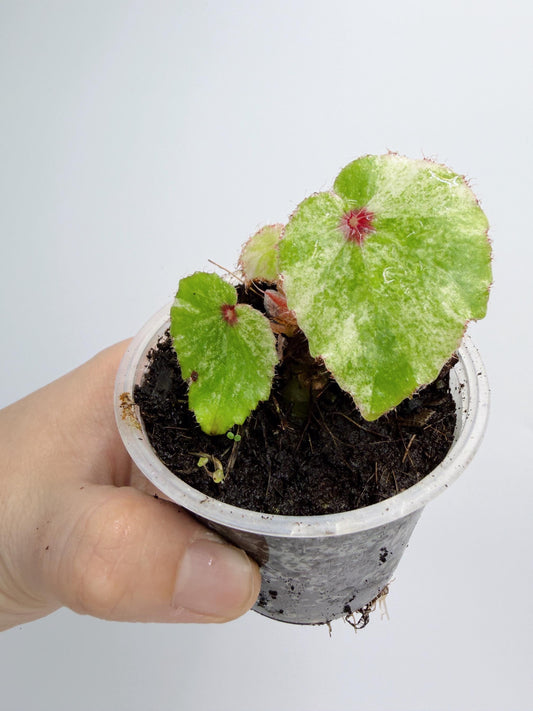 Begonia Rouge Variegated