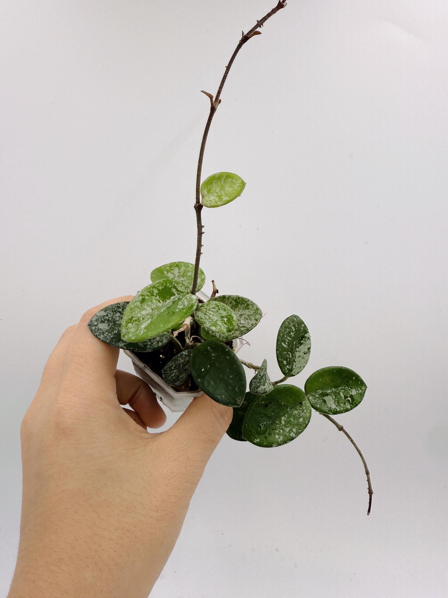 Hoya Mathilde Splash