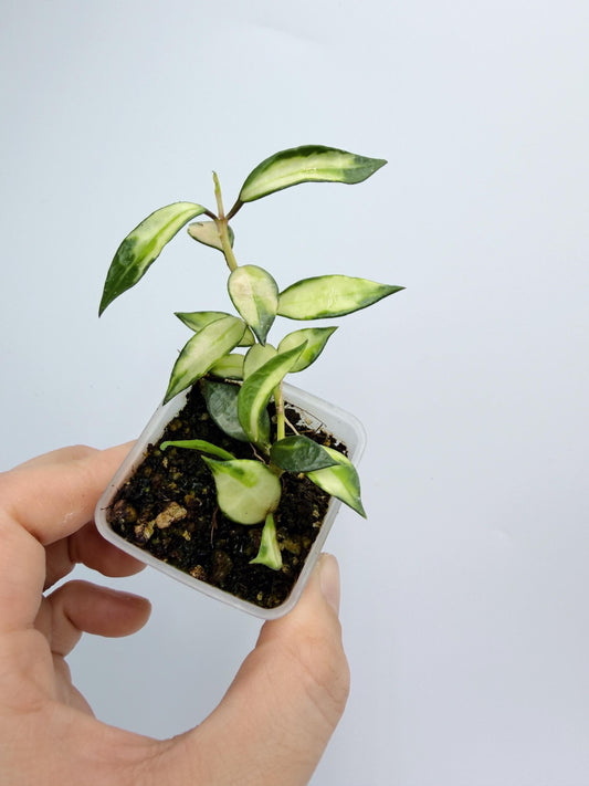 Hoya Lacunosa Inner Variegated