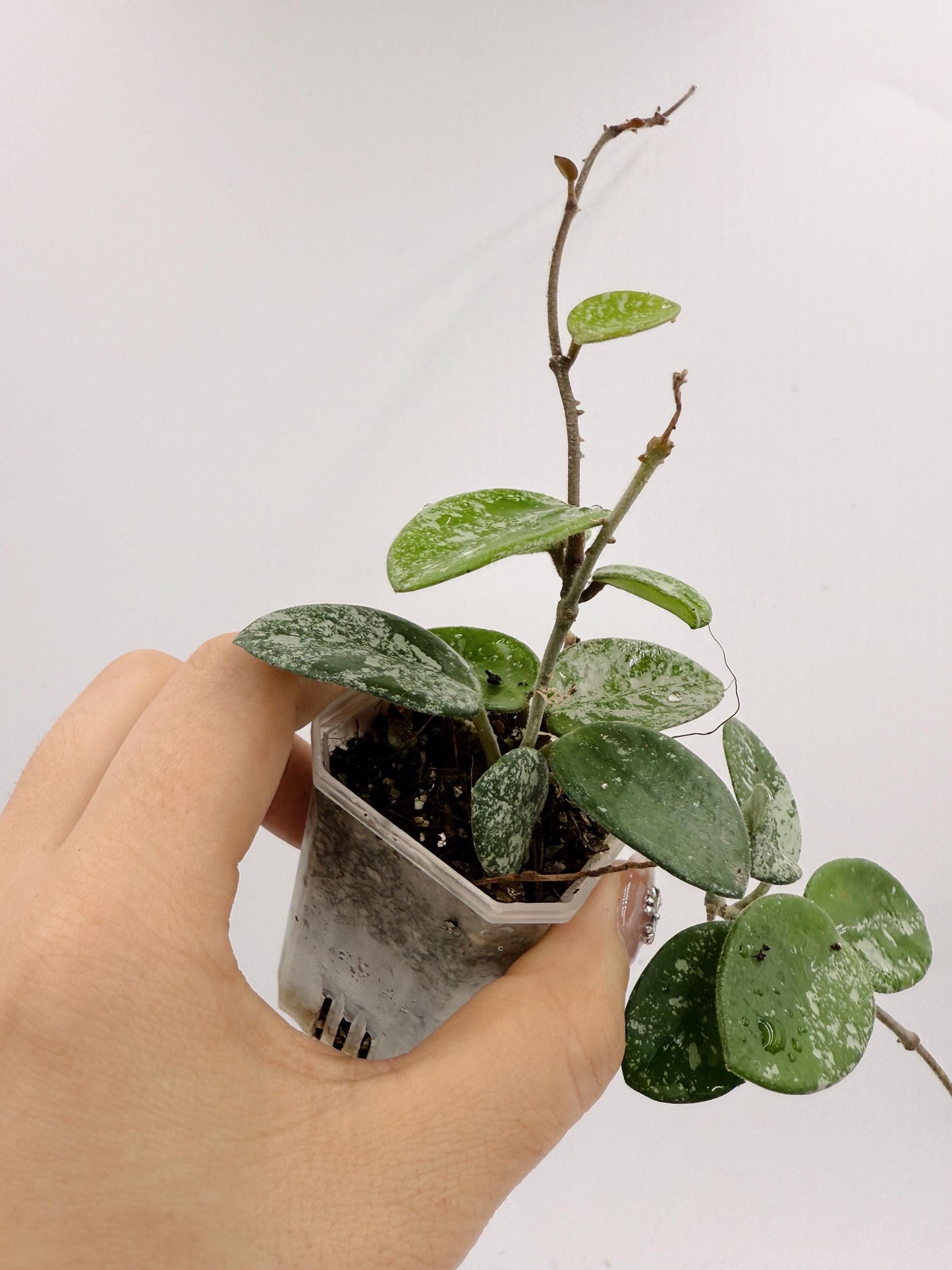 Hoya Mathilde Splash