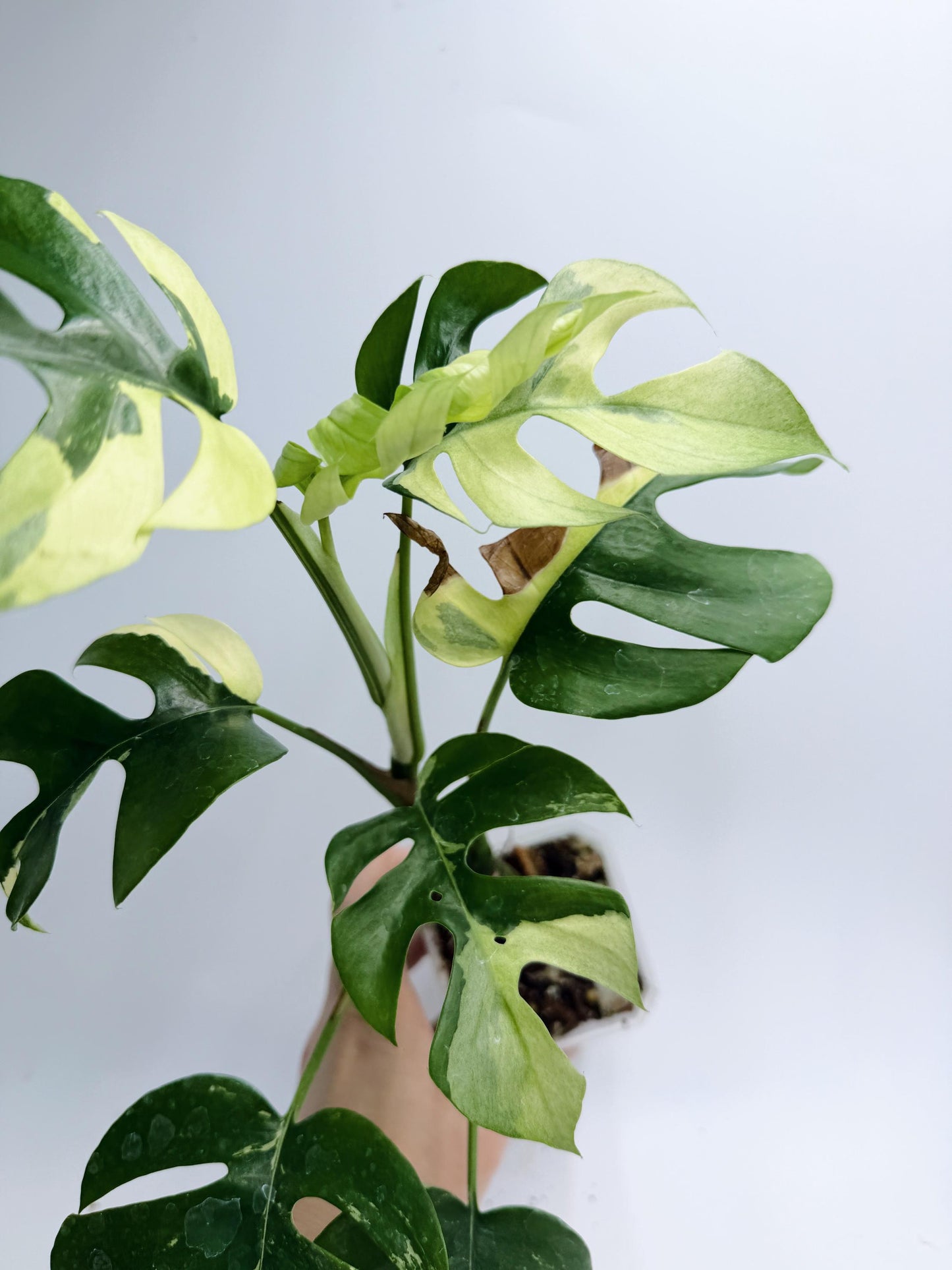 Rhaphidophora Tetrasperma Variegated