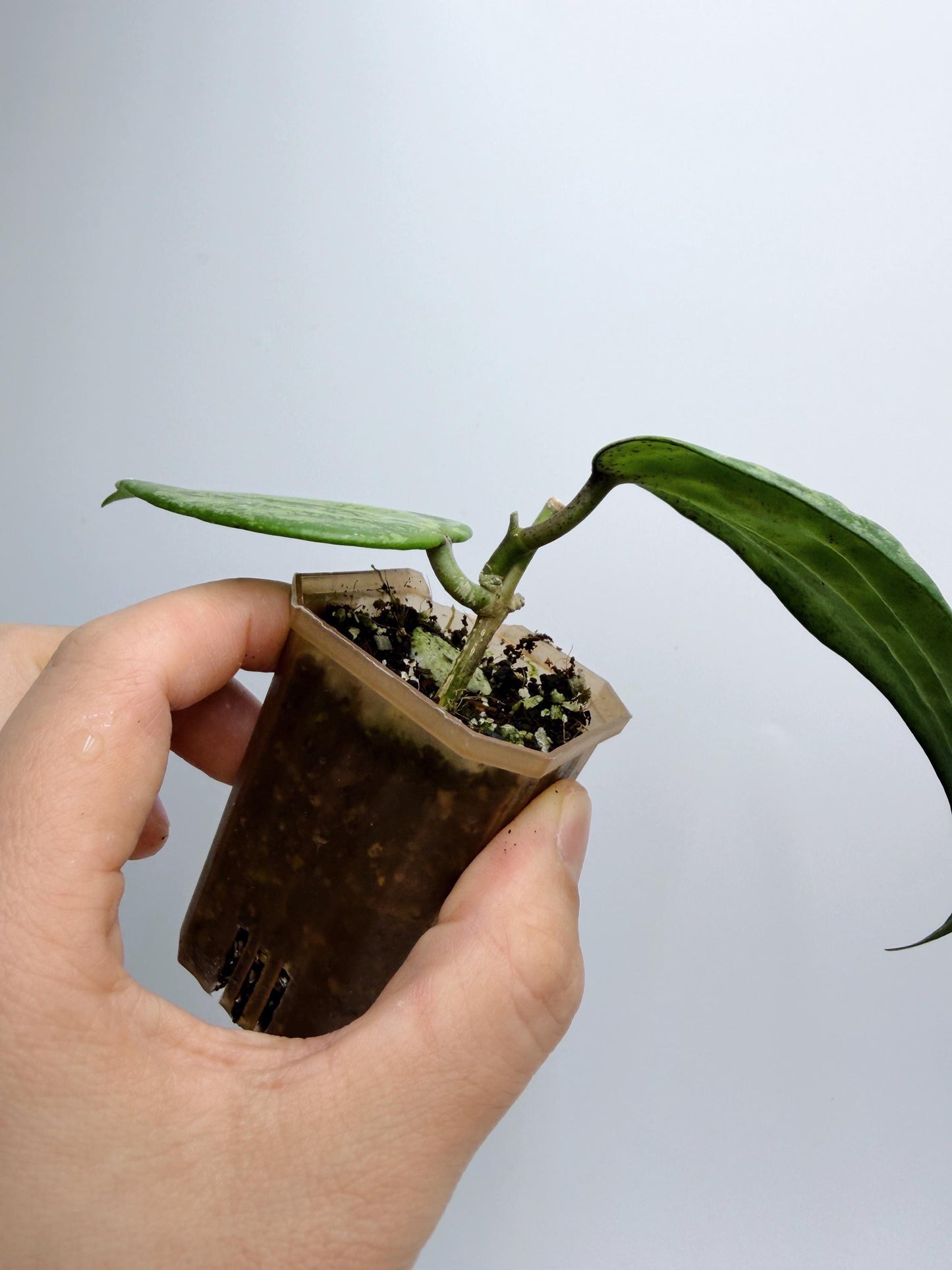 Hoya Michele Silver/Splash