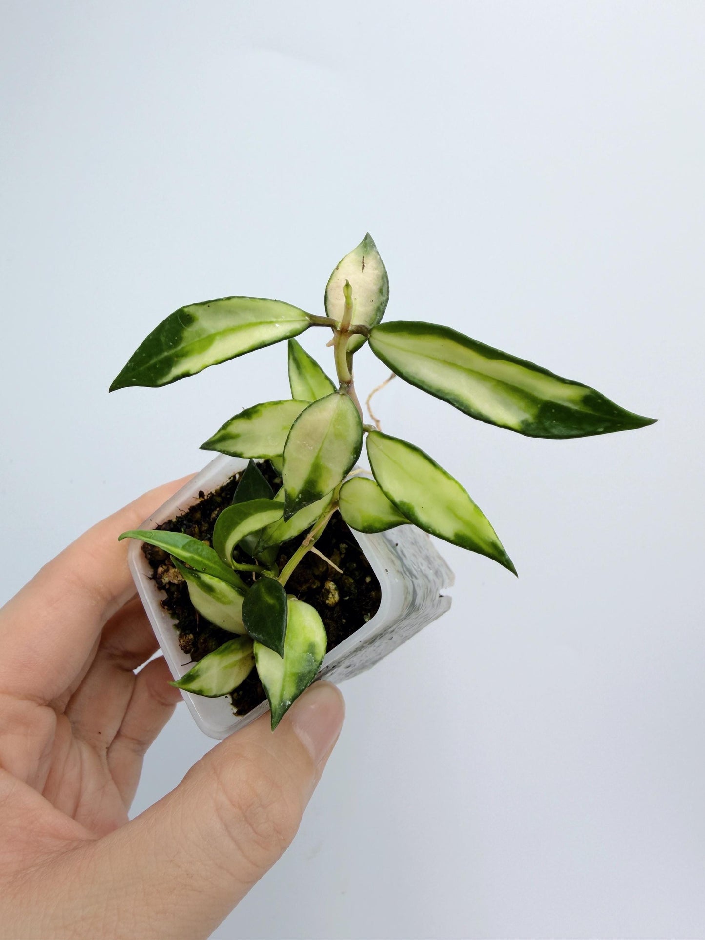 Hoya Lacunosa Inner Variegated