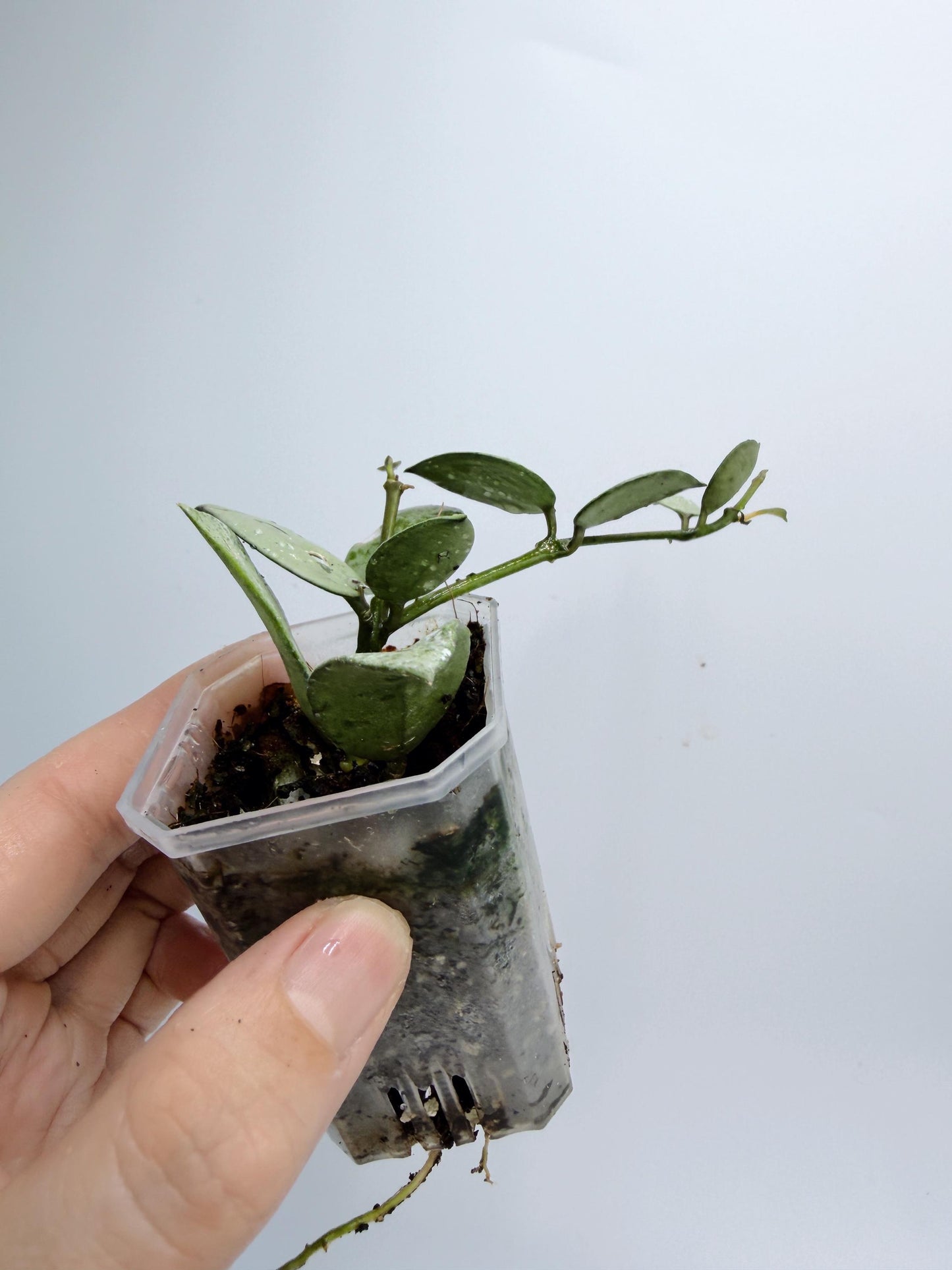 Hoya Lacunosa Silver Mint Coin