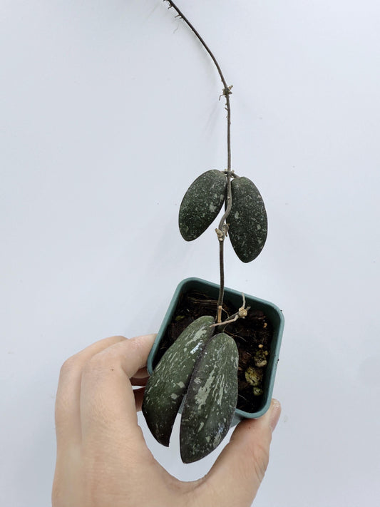 Hoya Sigillatis Borneo