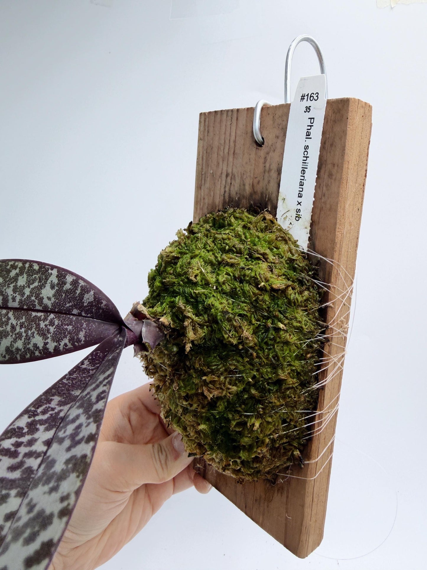 Phalaenopsis Schilleriana xSib