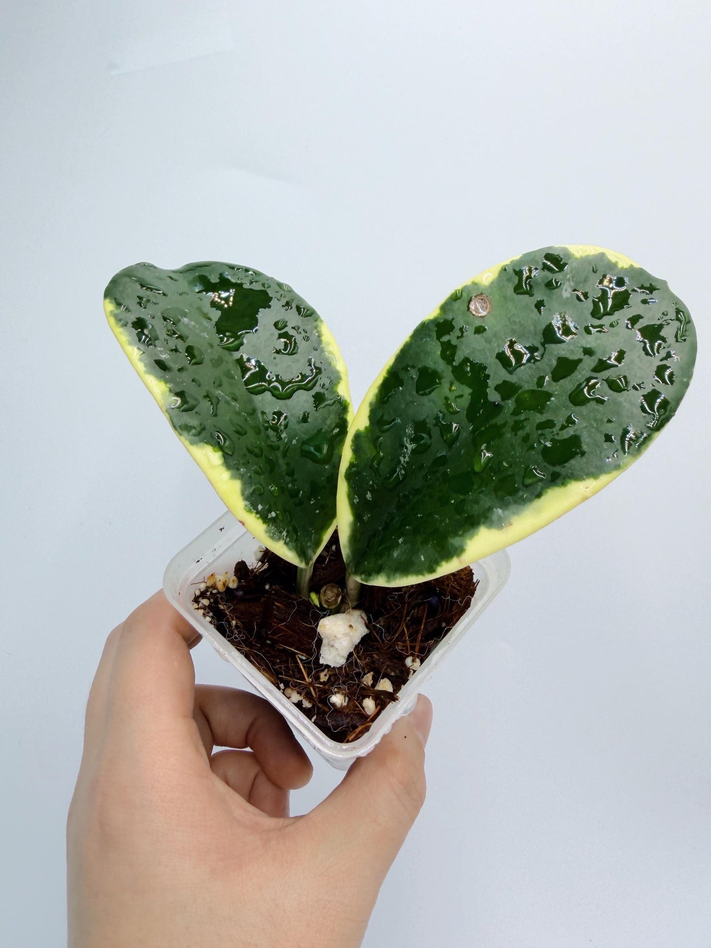 Hoya sp. Ea So - Daklak Fofest