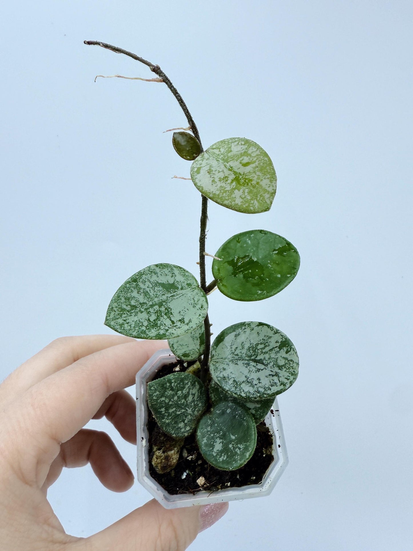 Hoya Mathilde Splash