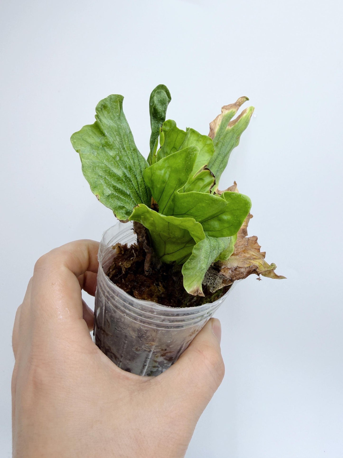 Platycerium wandae 'Dwarf Curling'