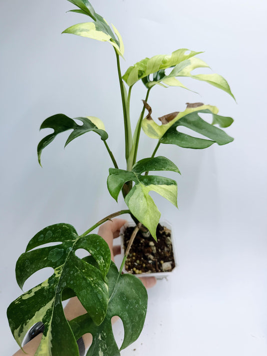 Rhaphidophora Tetrasperma Variegated