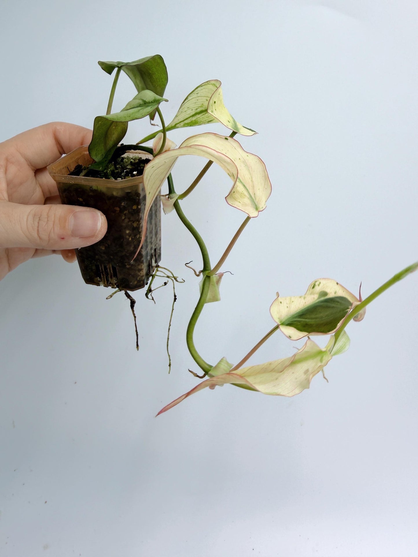 Philodendron Mican Mint Variegated