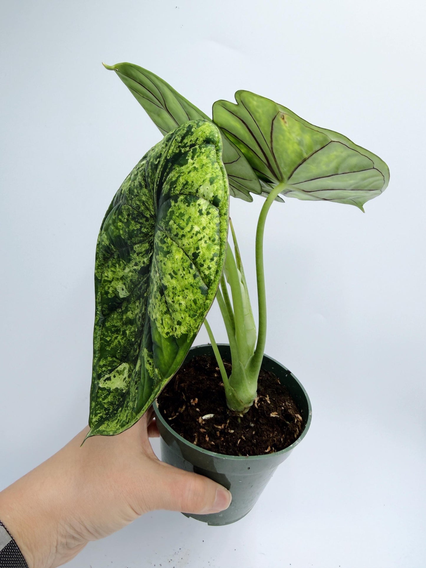 Alocasia Dragon Scale Mint