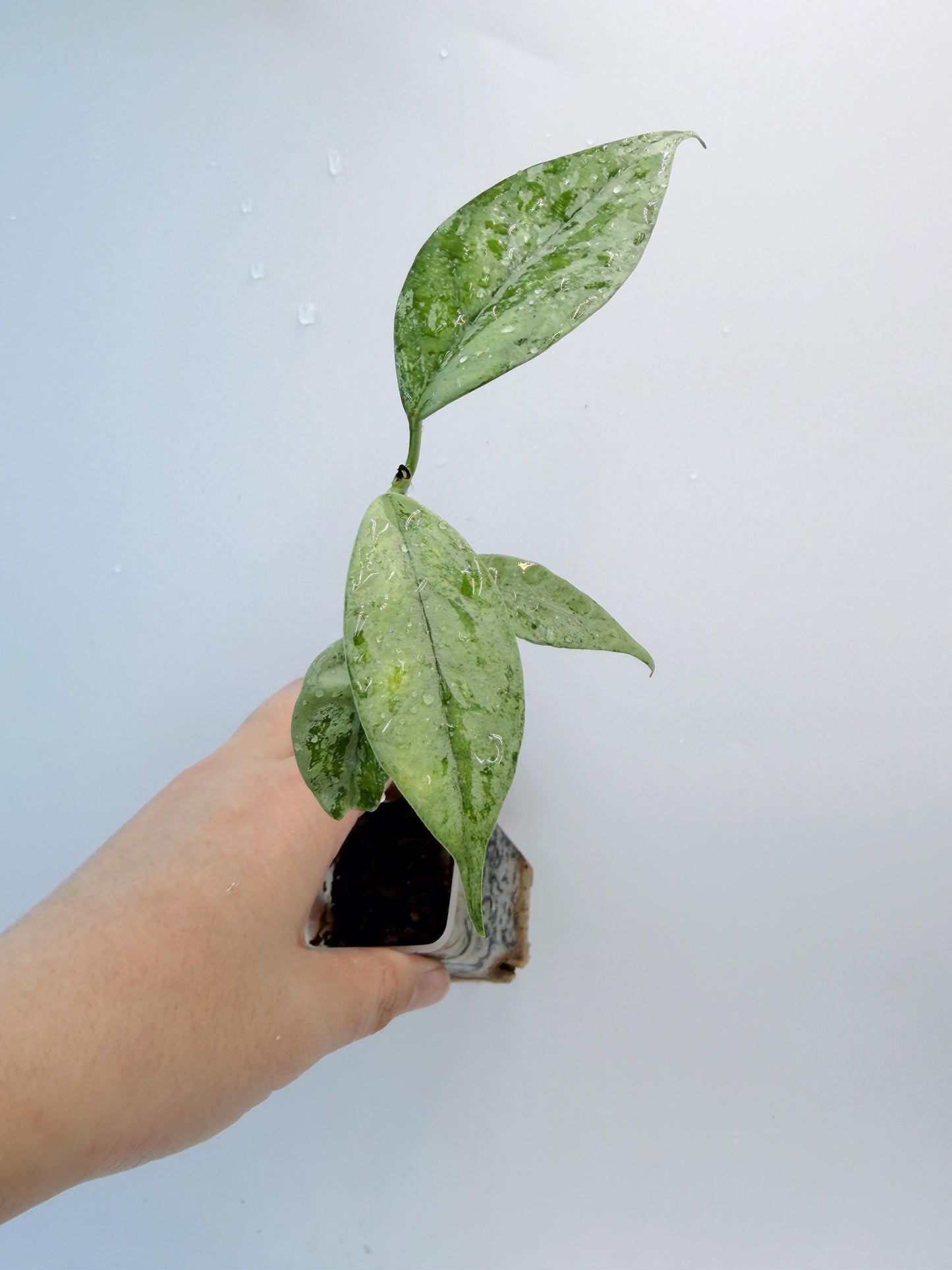 Hoya Coriacea Silver