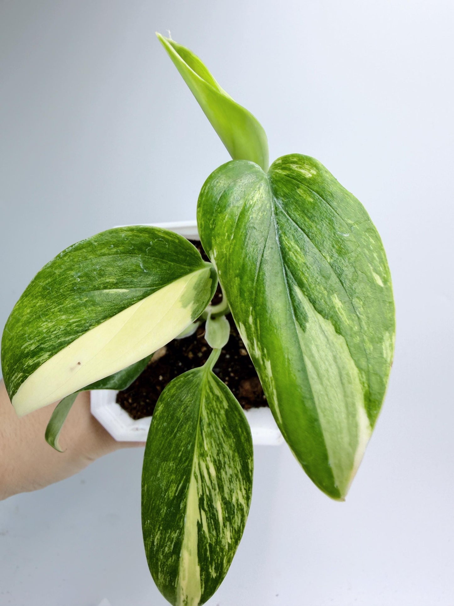Monstera Standleyana Aurea Variegated