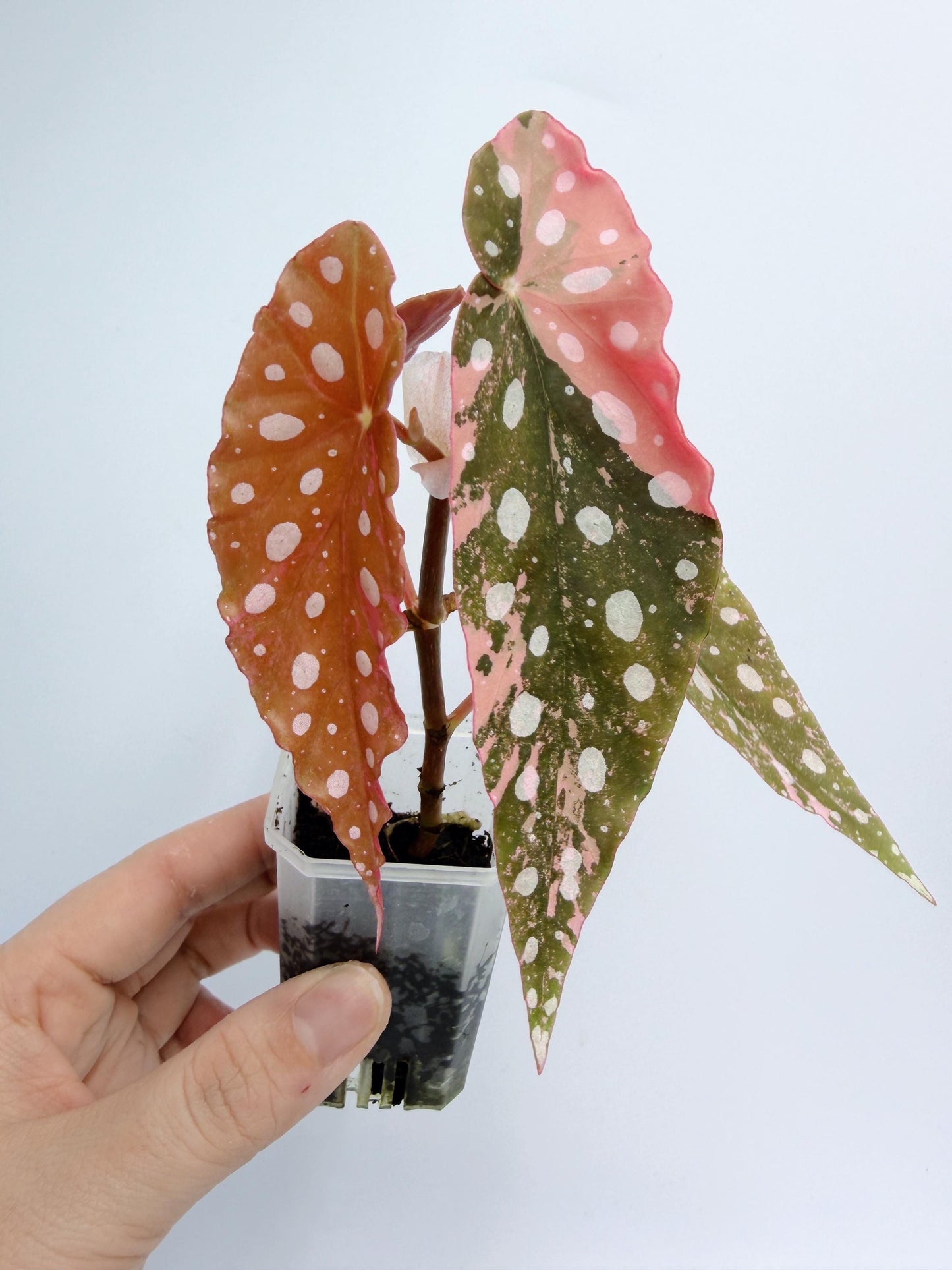 Begonia Maculata Pink Variegated