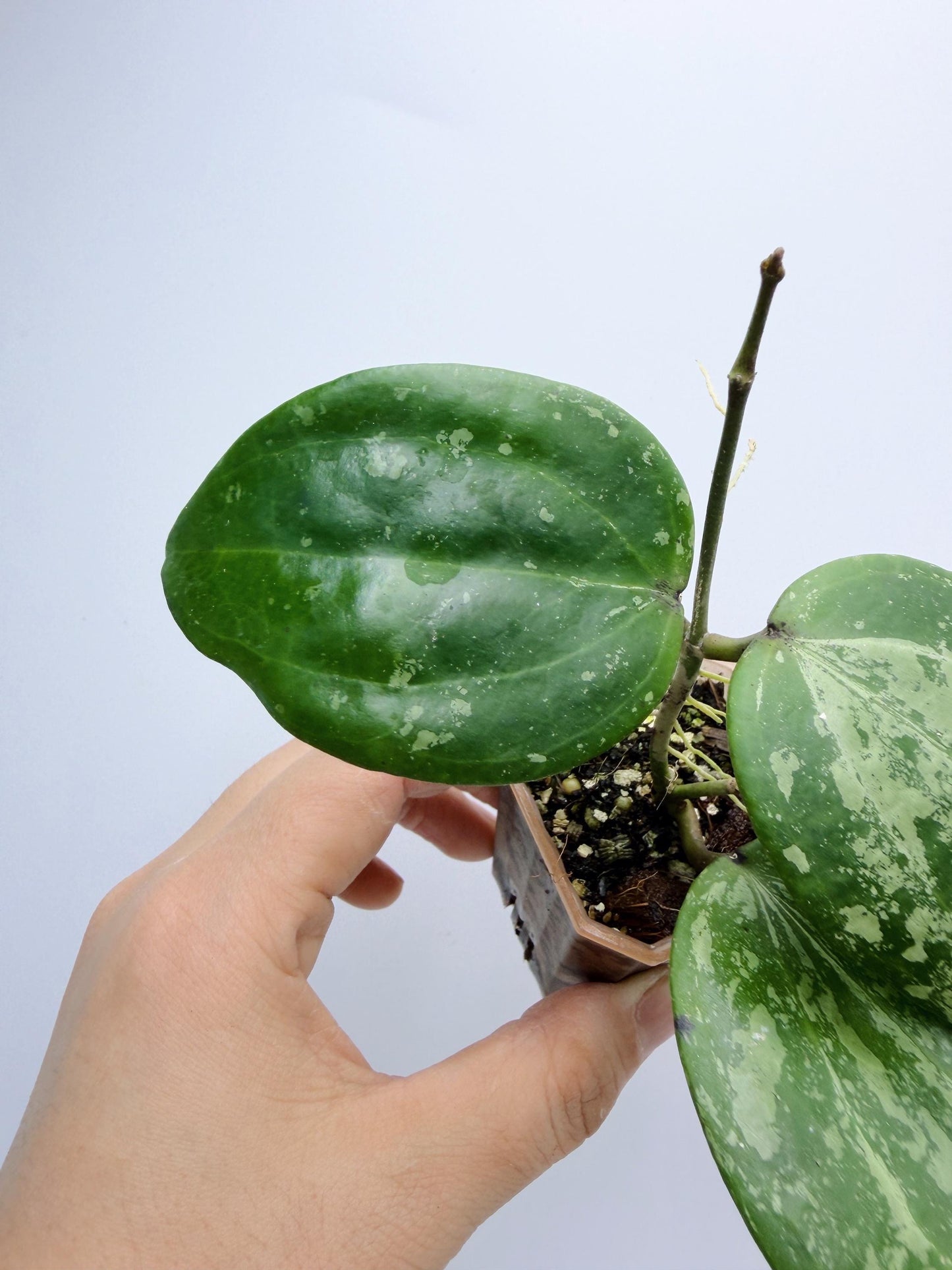 Hoya Michele Silver/Splash