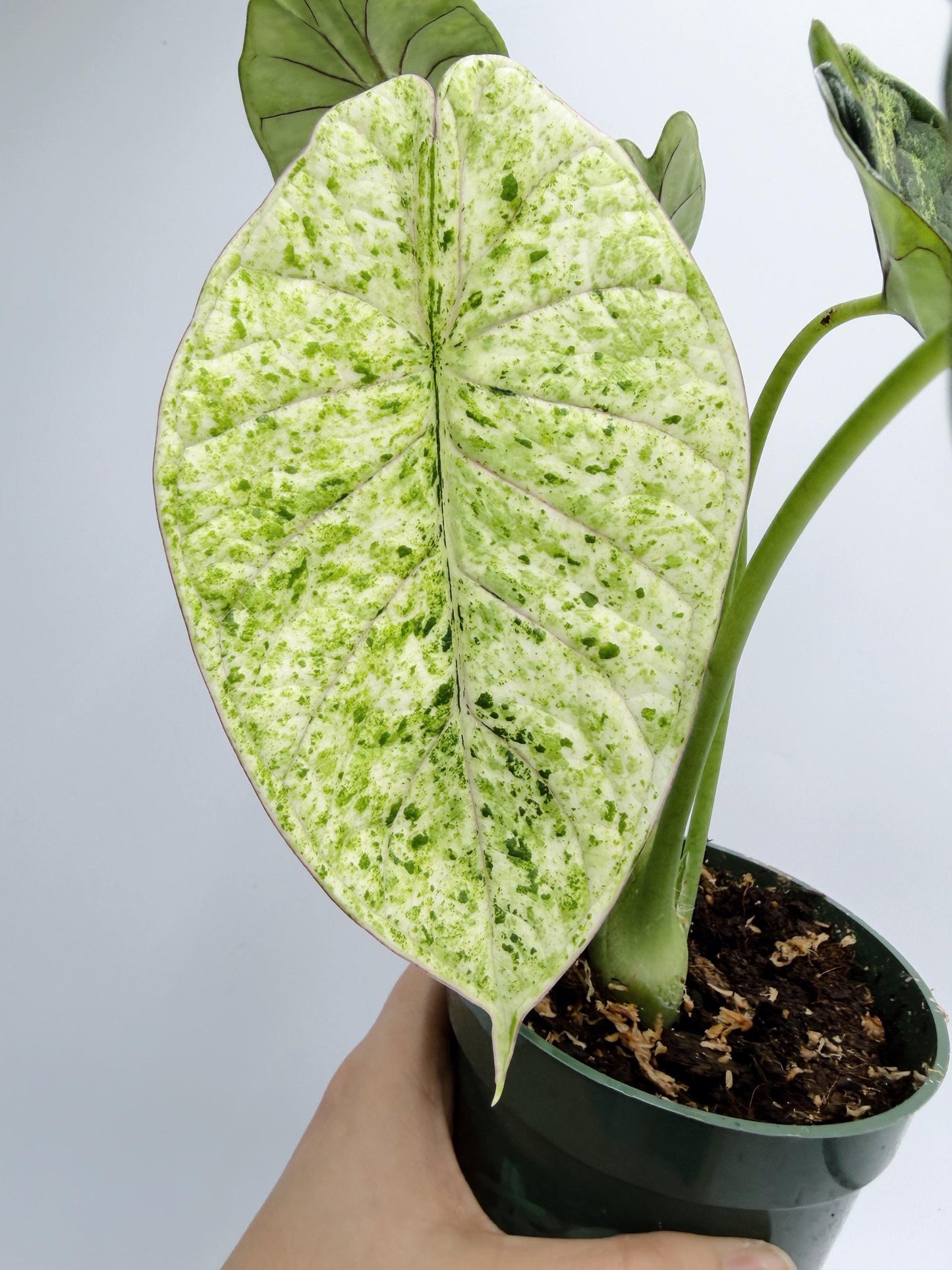Alocasia Dragon Scale Mint