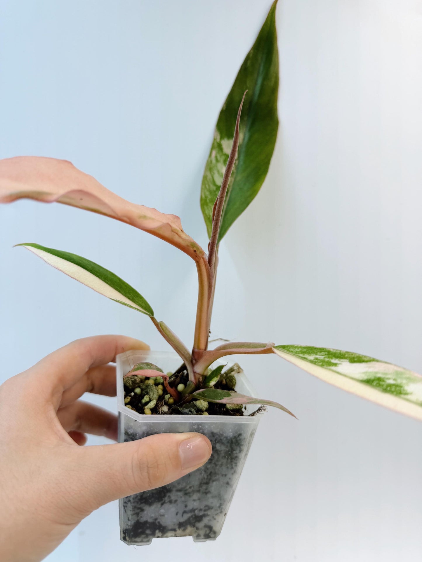 Philodendron Caramel Marble