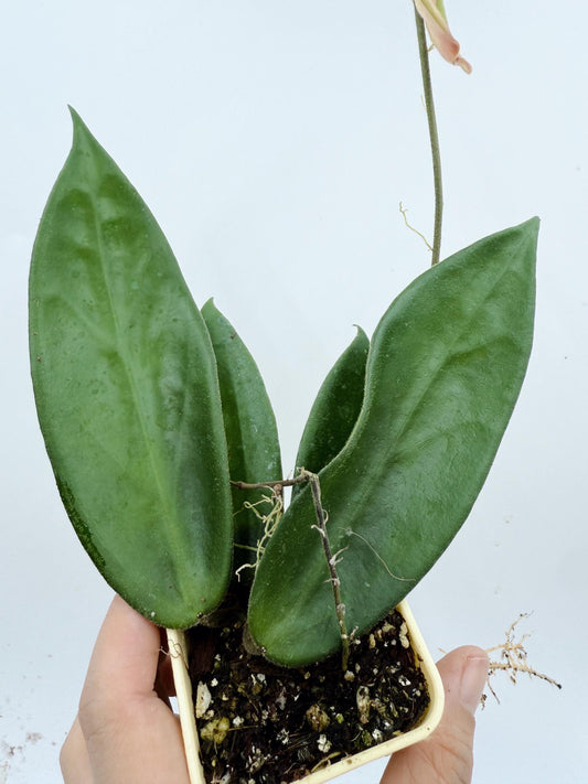 Hoya Vangviengiensis