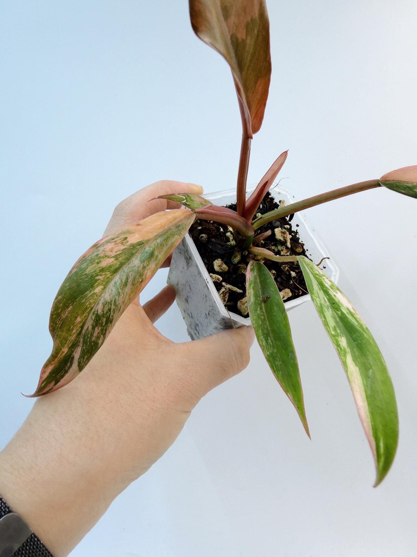 Philodendron Caramel Marble