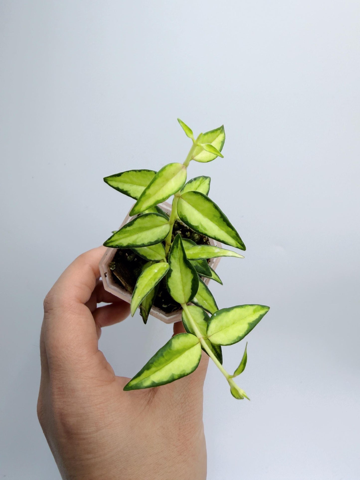 Hoya Bella Inner Variegated