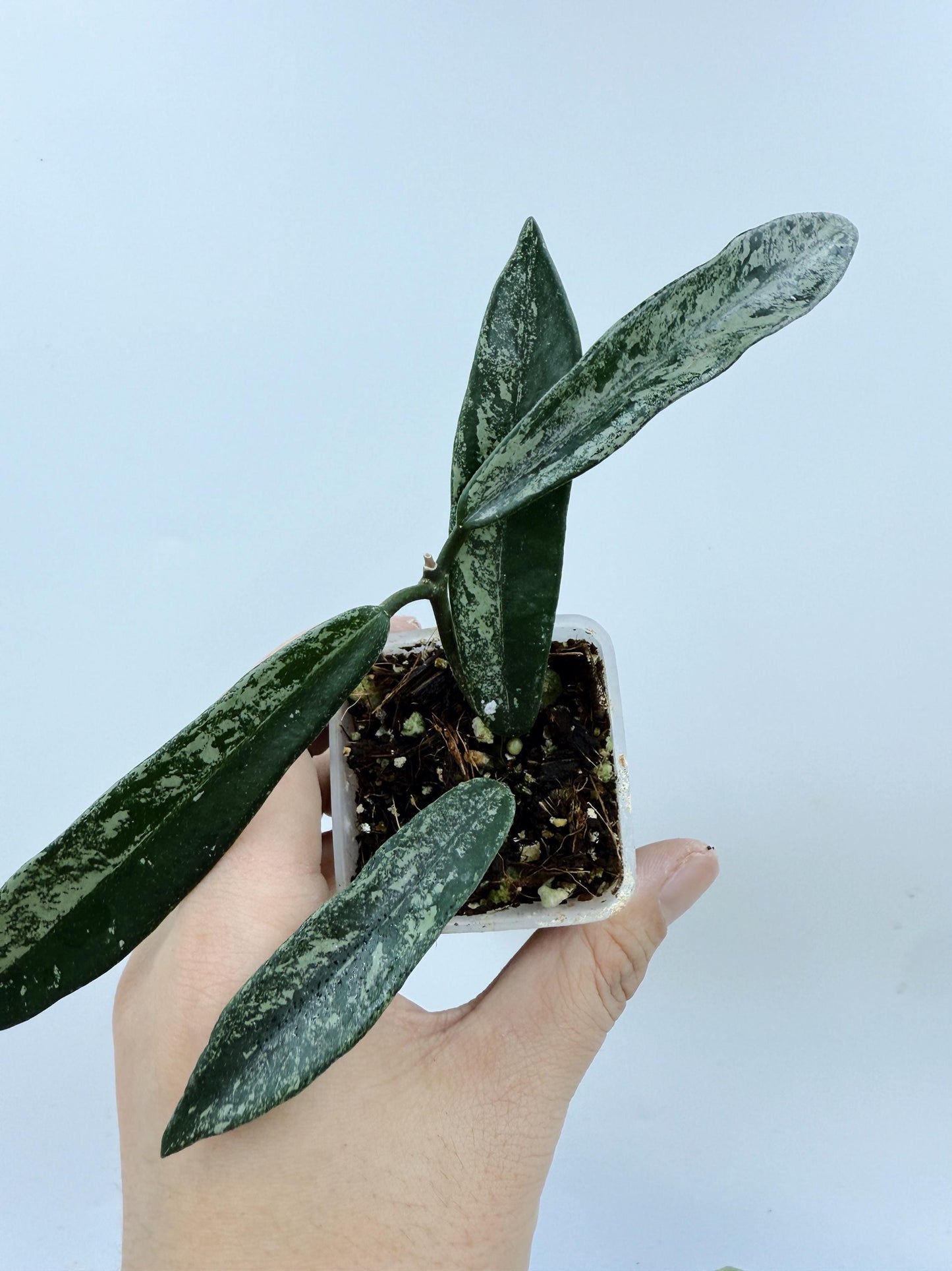 Hoya Minibelle Splash