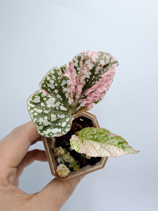 Begonia Snow Capped Variegated