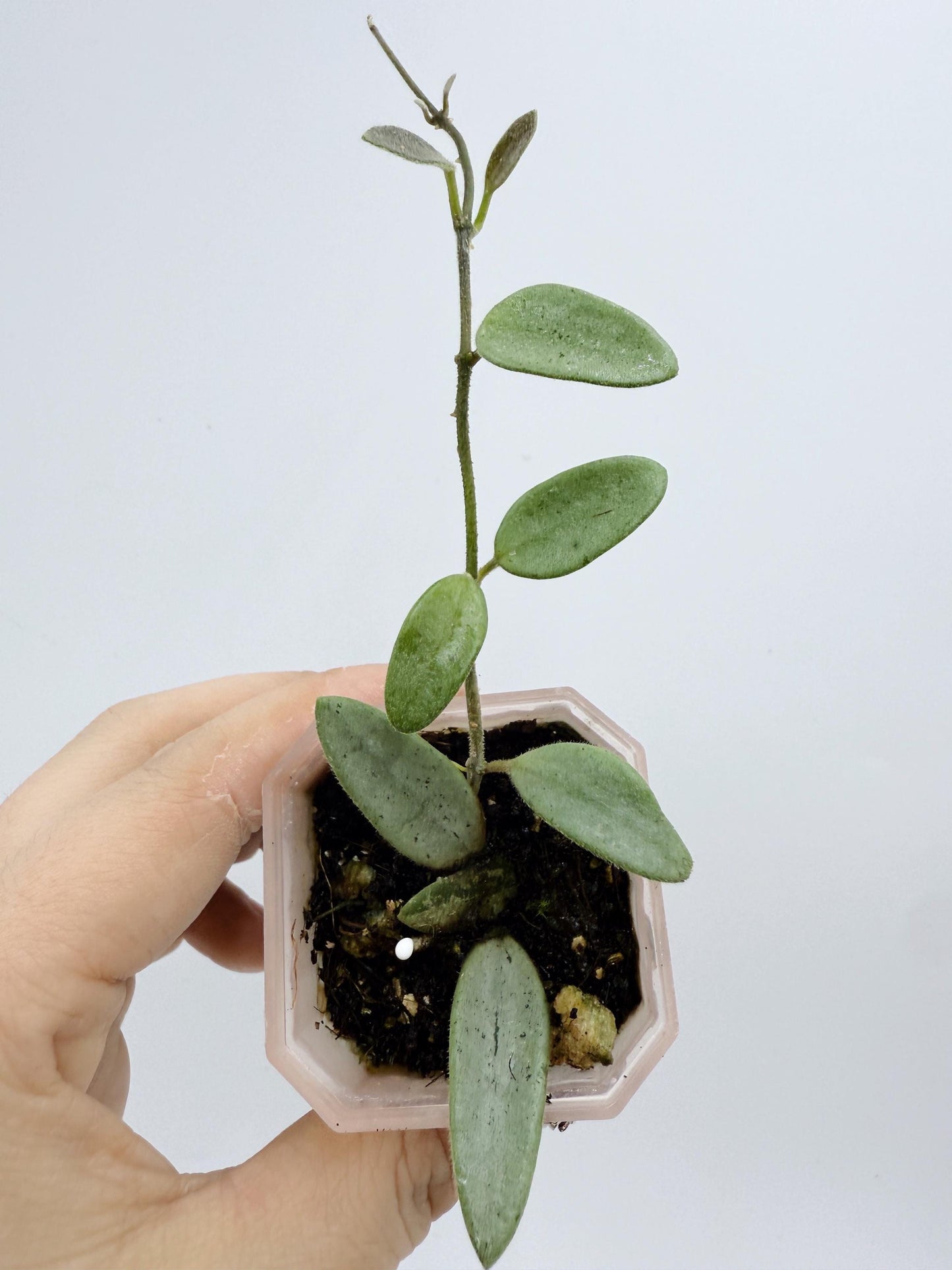 Hoya Lima Silver