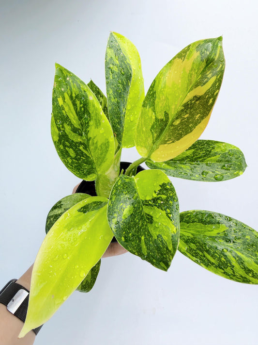 Philodendron Green Congo Nuclear