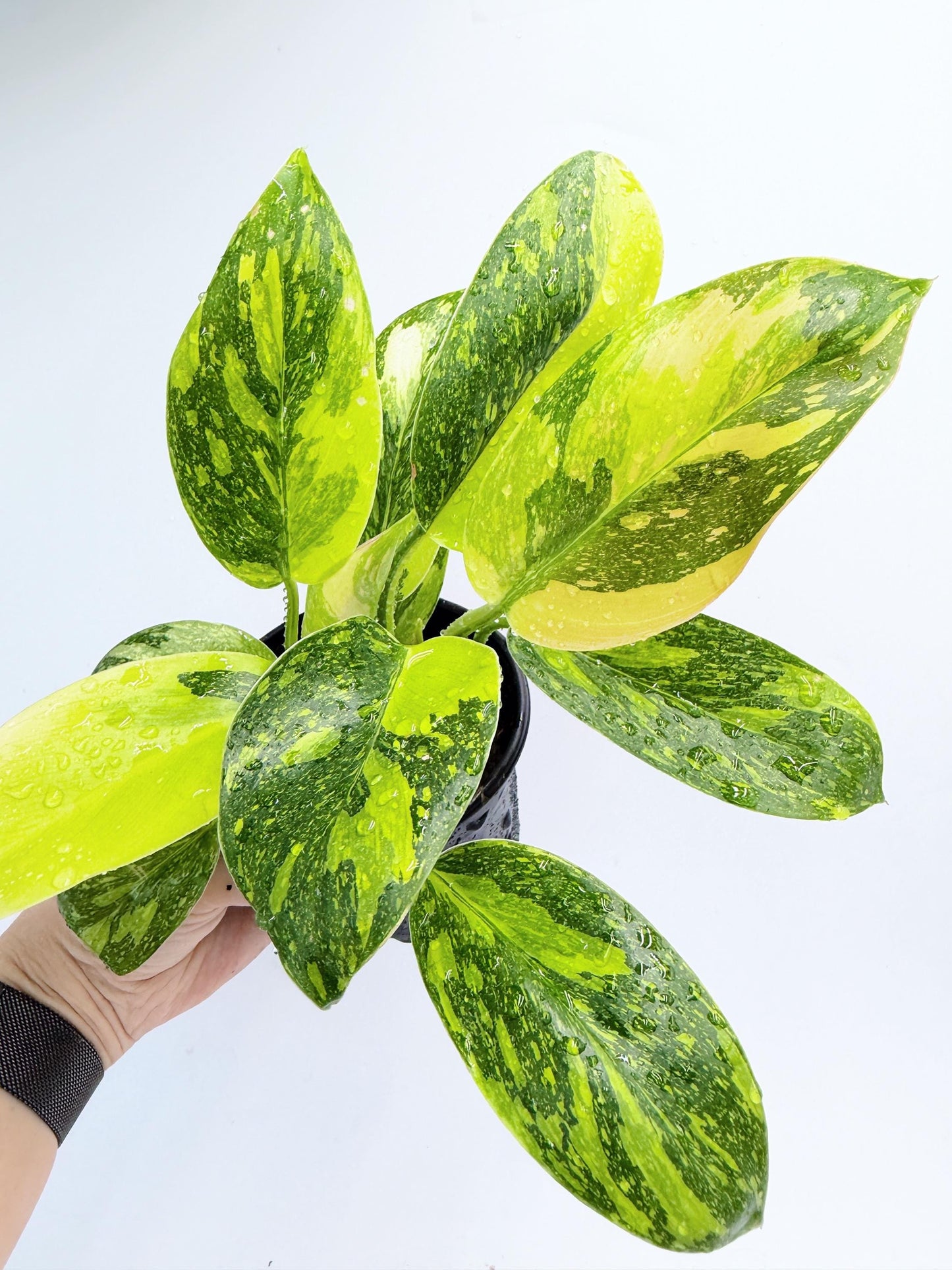 Philodendron Green Congo Nuclear