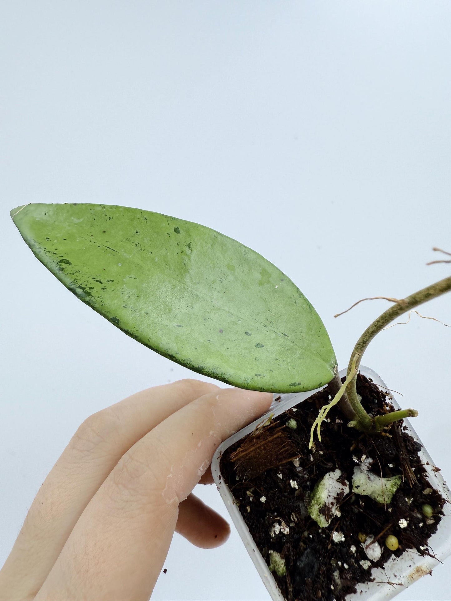 Hoya Snow Cui Silver