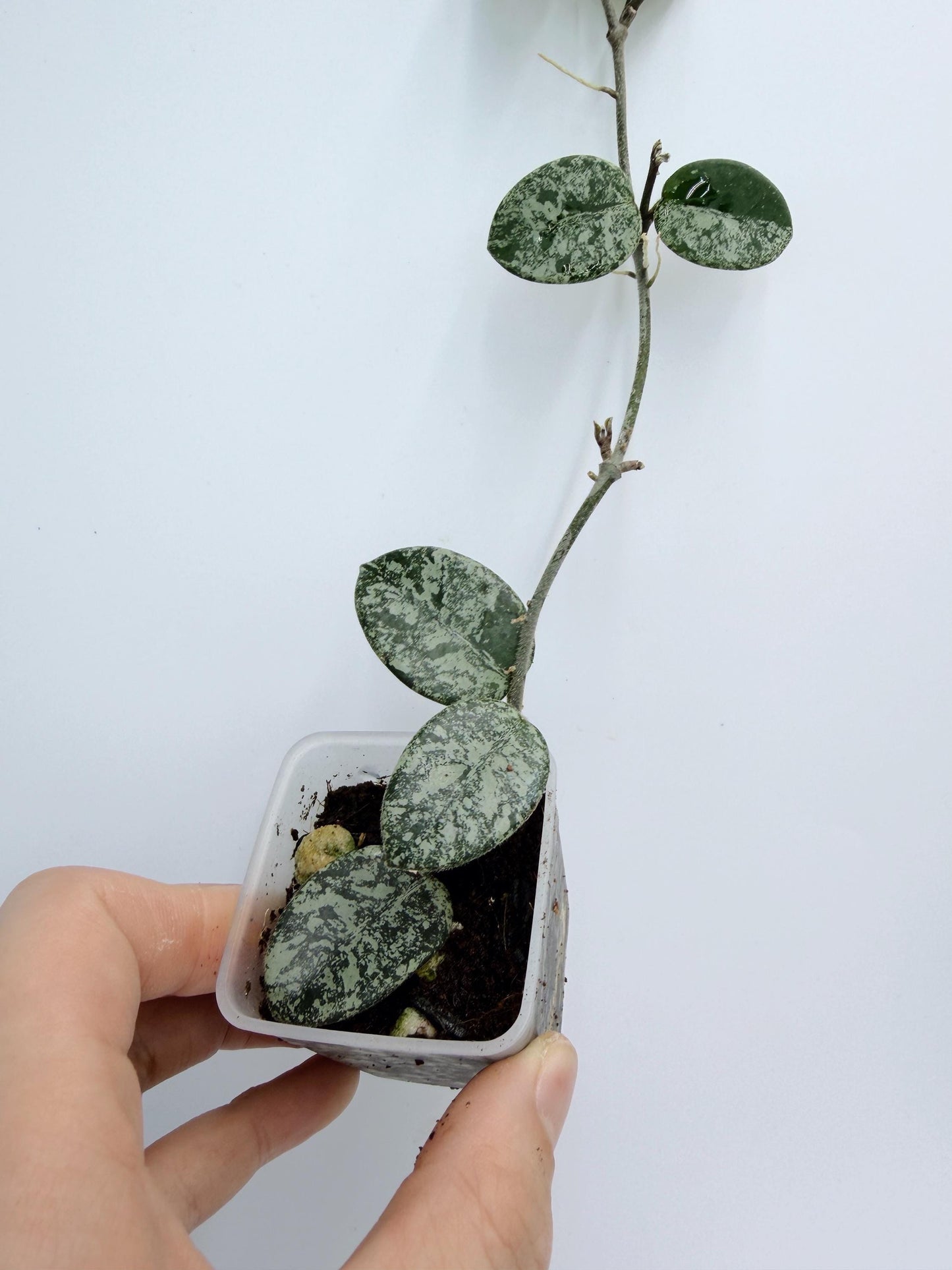 Hoya Mathilde Splash