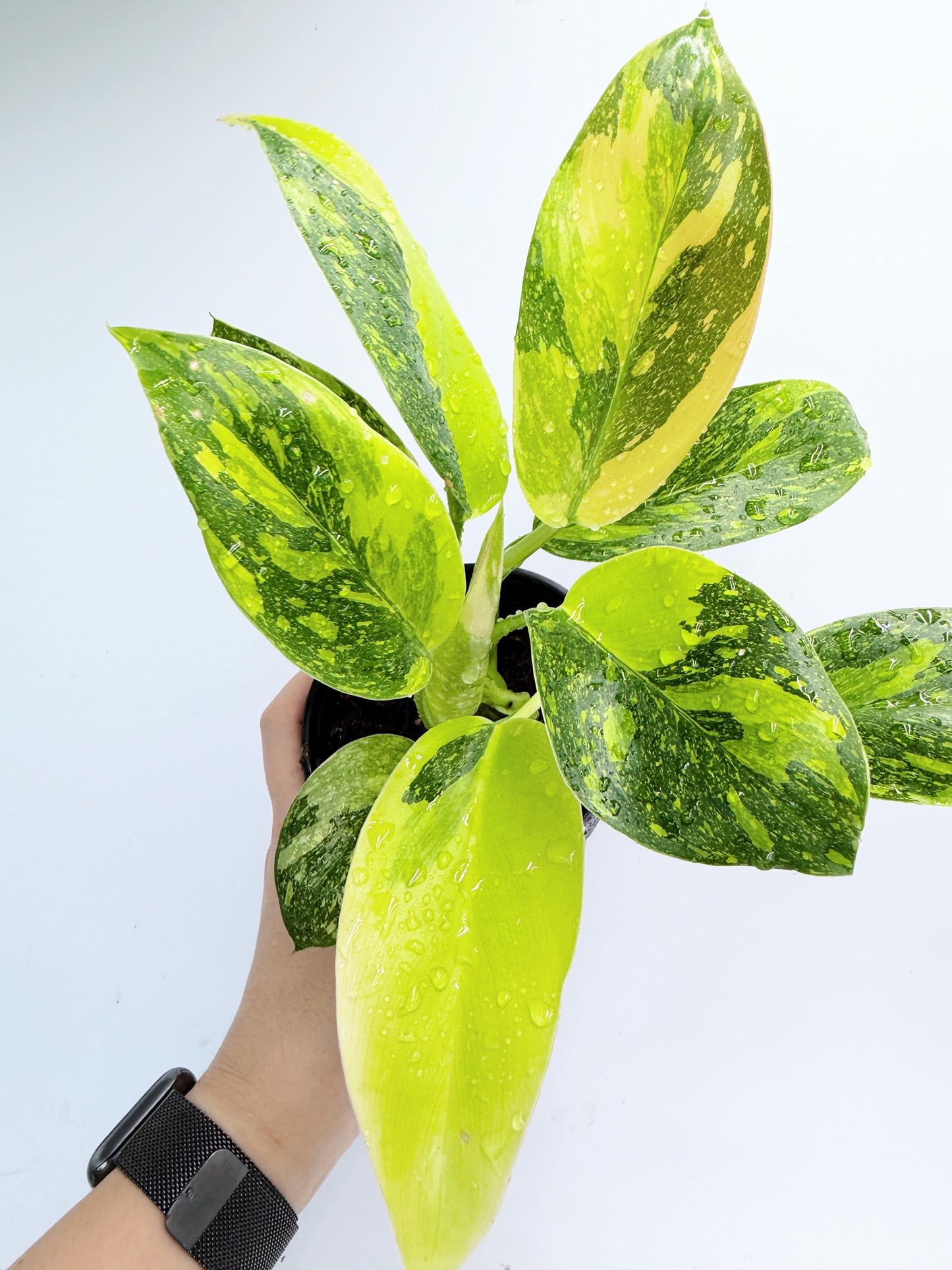 Philodendron Green Congo Nuclear