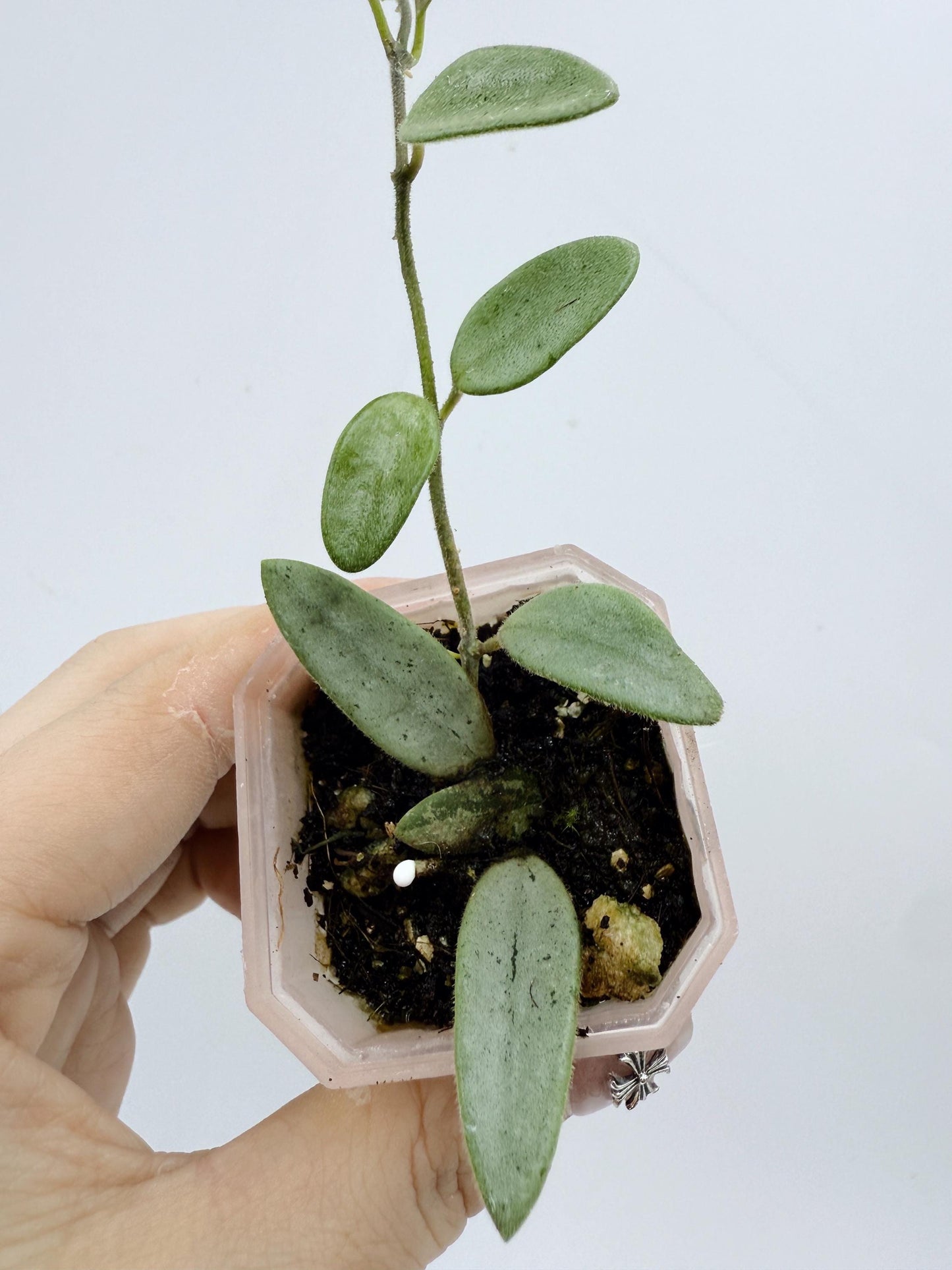 Hoya Lima Silver