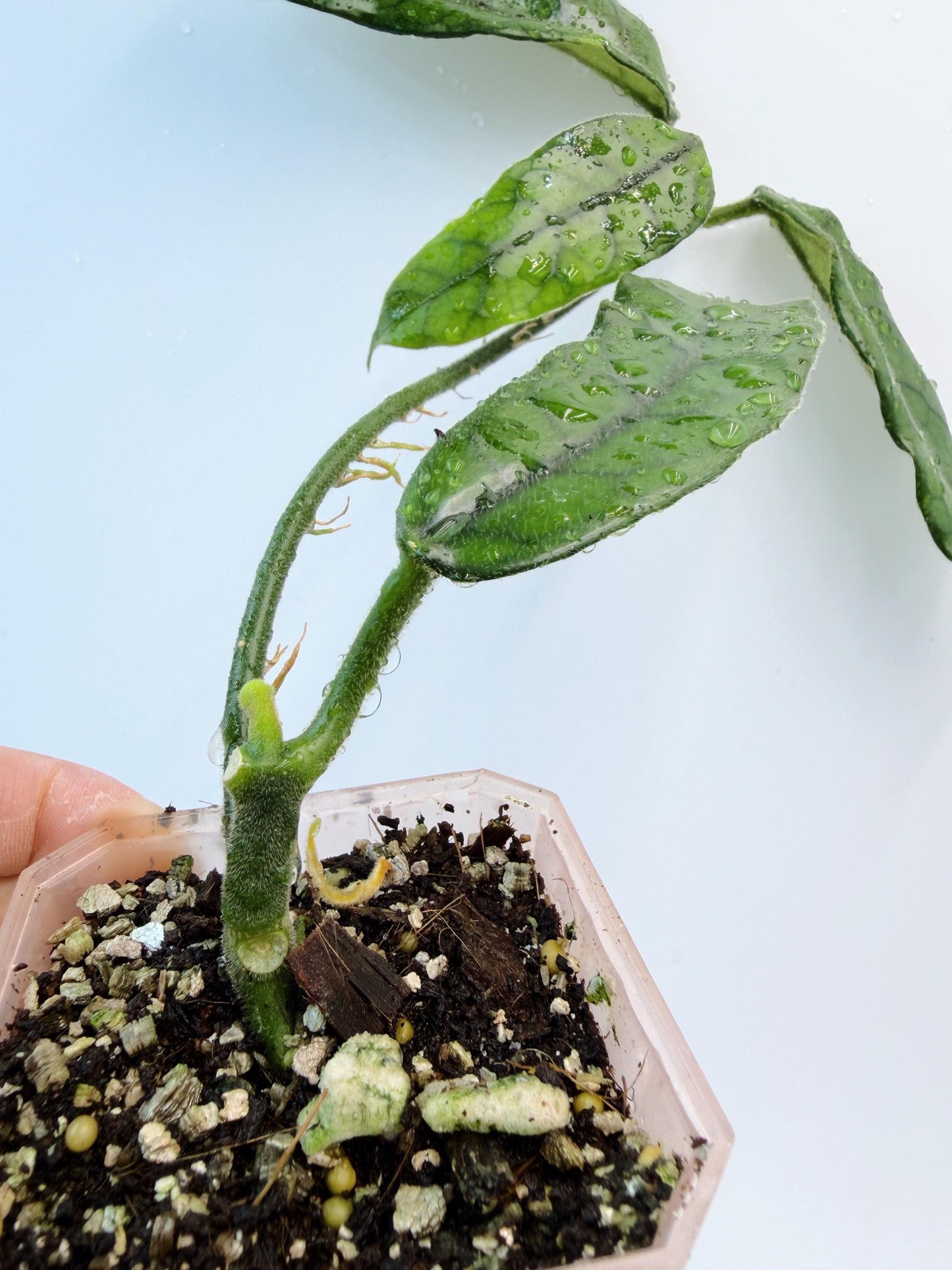 Hoya Globulosa (long leaf)
