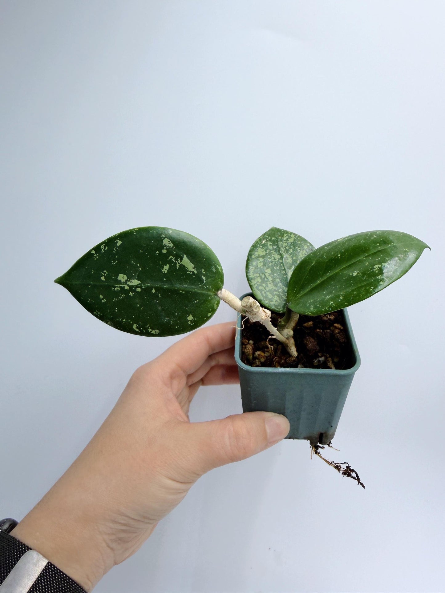 Hoya Verticillata Heart Leaves Splash