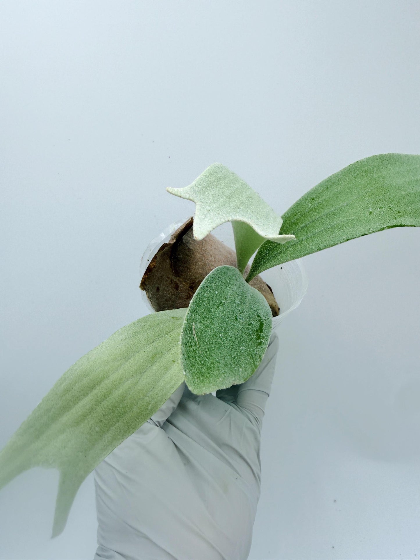 Platycerium Bifurcatum sp.White