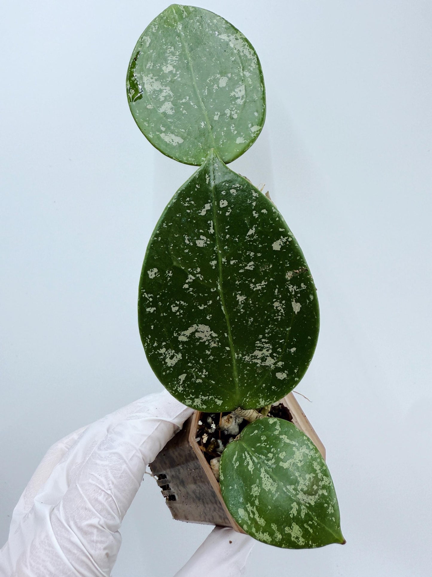Hoya Verticillata Heart Leaves Splash