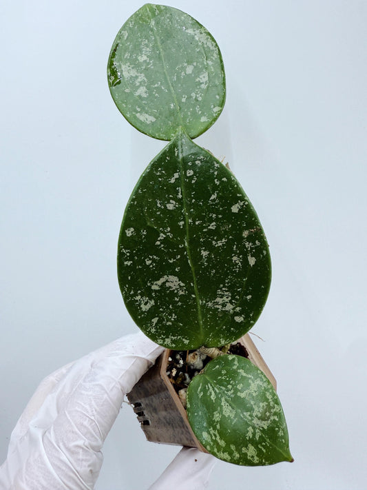 Hoya Verticillata Heart Leaves Splash
