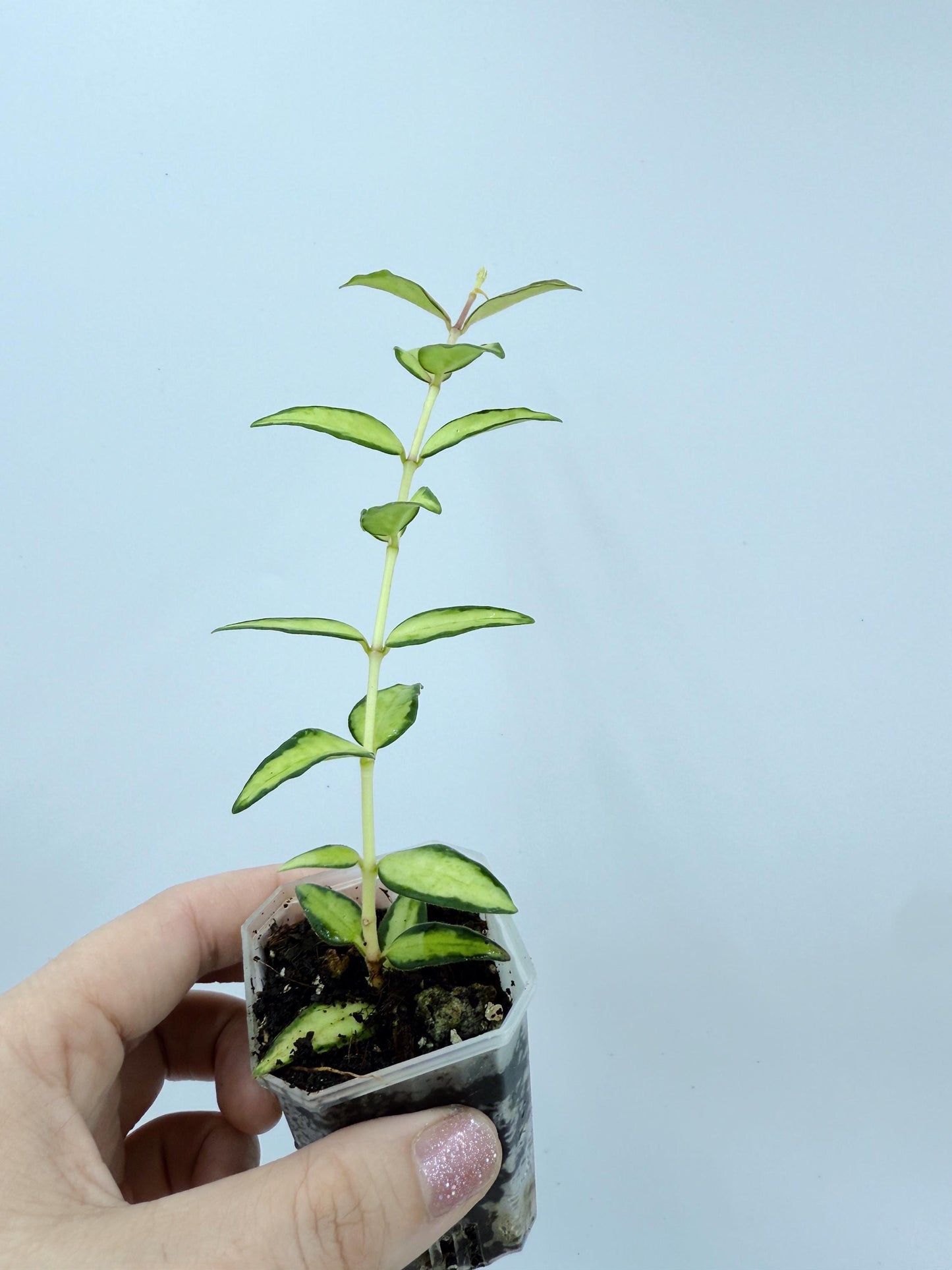 Hoya Bella Inner Variegated