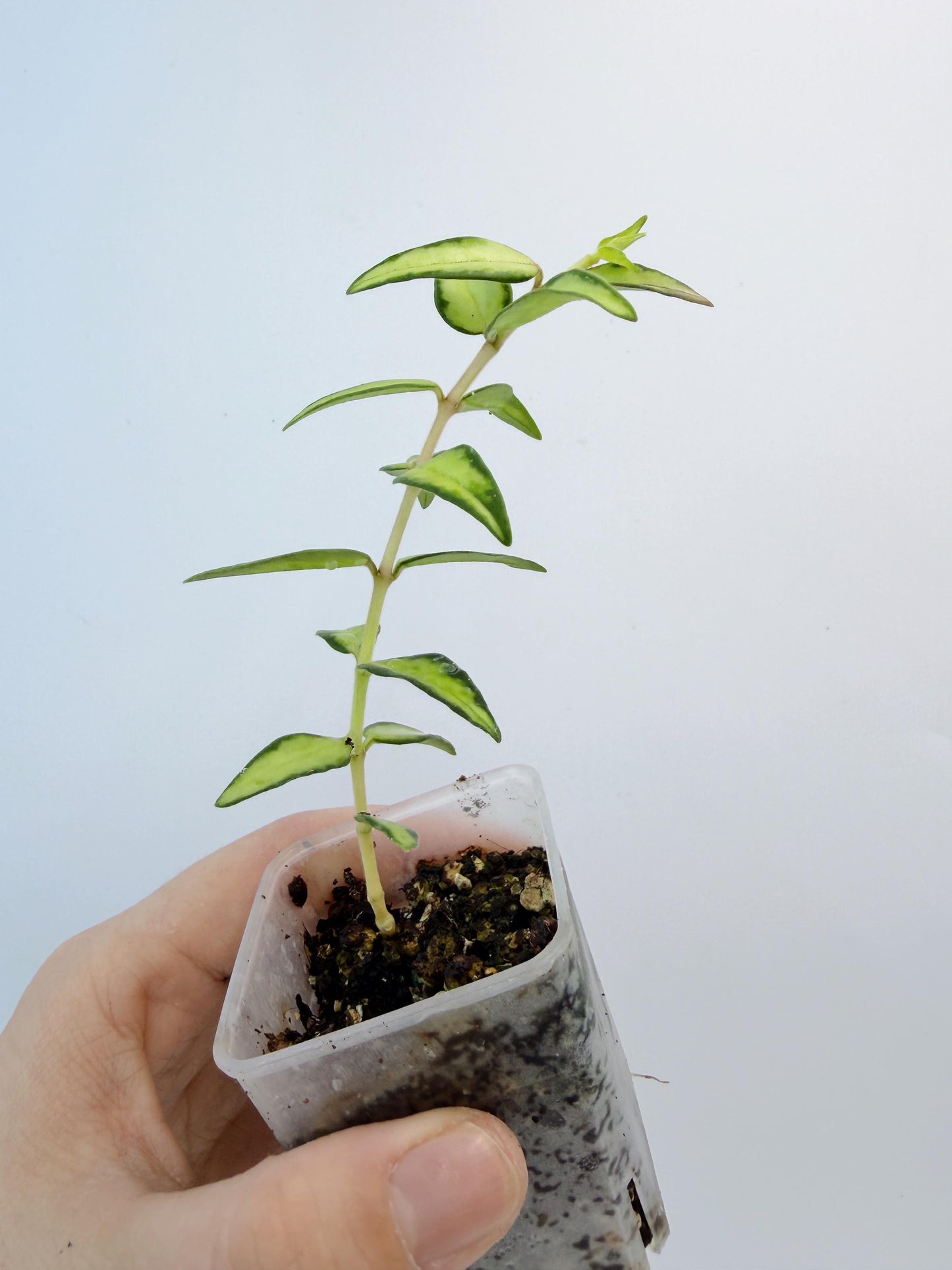 Hoya Bella Inner Variegated