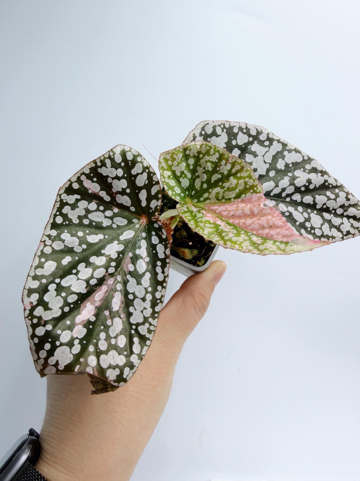Begonia Snow Capped Variegated